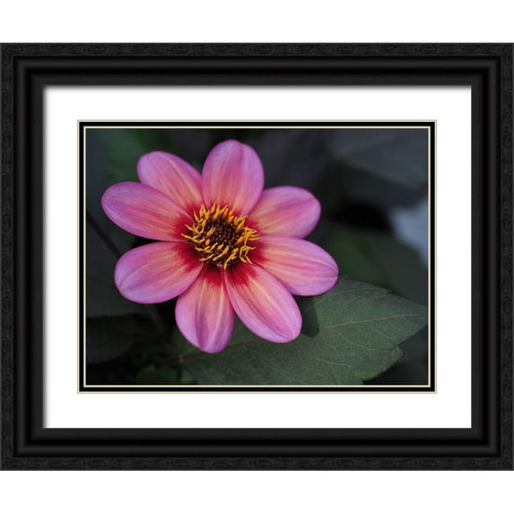 Bonin, Suzanne 32x25 Black Ornate Wood Framed with Double Matting Museum Art Print Titled - Dahlia Tricolore