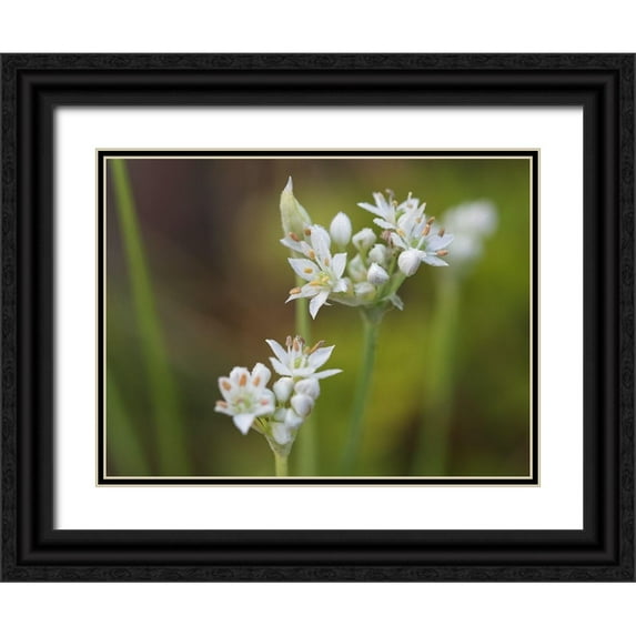 Bonin, Suzanne 32x25 Black Ornate Wood Framed with Double Matting Museum Art Print Titled - Garlic Chives