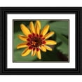 thumbnail image 1 of Bonin, Suzanne 32x25 Black Ornate Wood Framed with Double Matting Museum Art Print Titled - Zinnia, 1 of 4