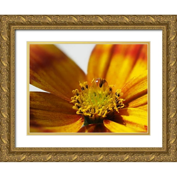 Bonin, Suzanne 32x25 Gold Ornate Wood Framed with Double Matting Museum Art Print Titled - Bidens Ferulifolia
