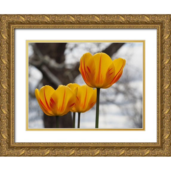 Bonin, Suzanne 32x25 Gold Ornate Wood Framed with Double Matting Museum Art Print Titled - Garden Tulips