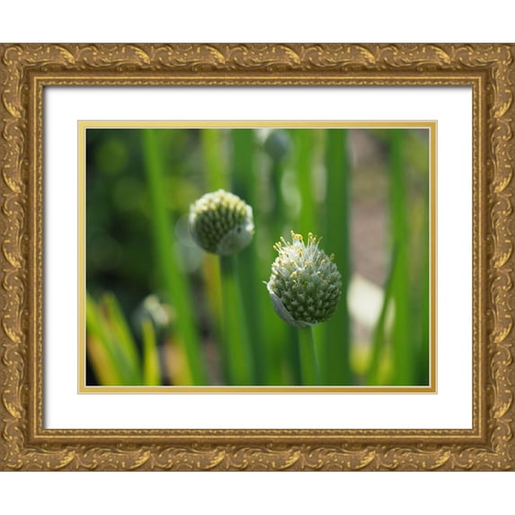 Bonin, Suzanne 32x25 Gold Ornate Wood Framed with Double Matting Museum Art Print Titled - Welsh Onion