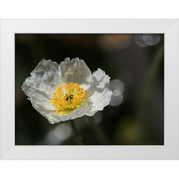 Bonin, Suzanne 32x25 White Modern Wood Framed Museum Art Print Titled - Iceland Poppy
