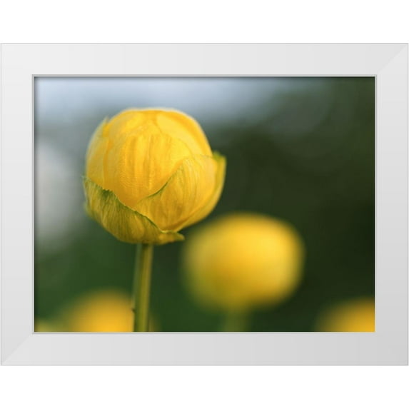 Bonin, Suzanne 32x25 White Modern Wood Framed Museum Art Print Titled - Lollipop