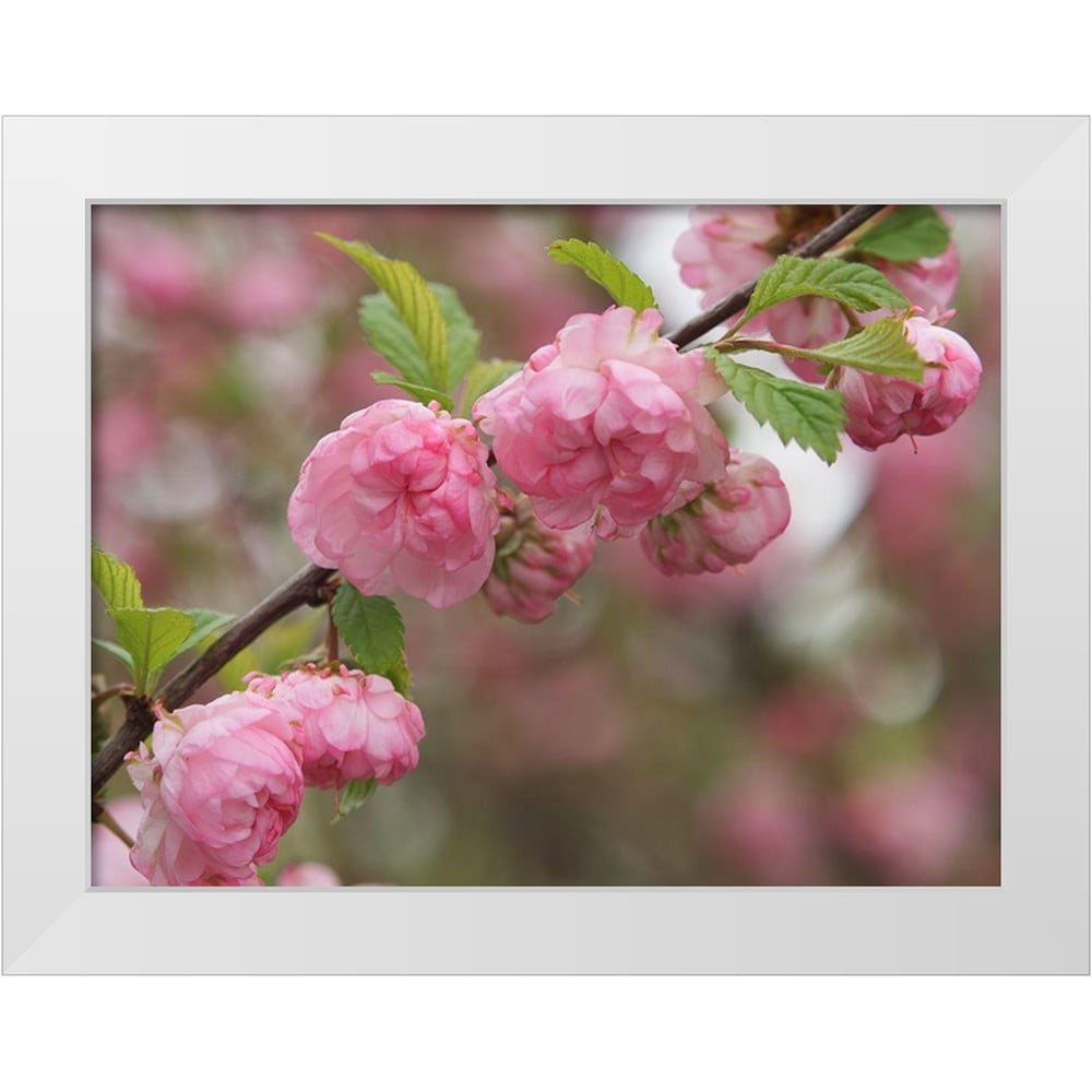 Bonin, Suzanne 32x25 White Modern Wood