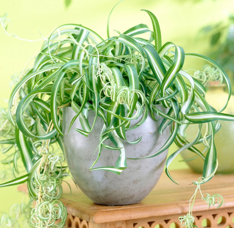 Bonnie Curly Spider Plant Chlorophytum Comosum Airplant Plant 4"Pot -  Walmart.com