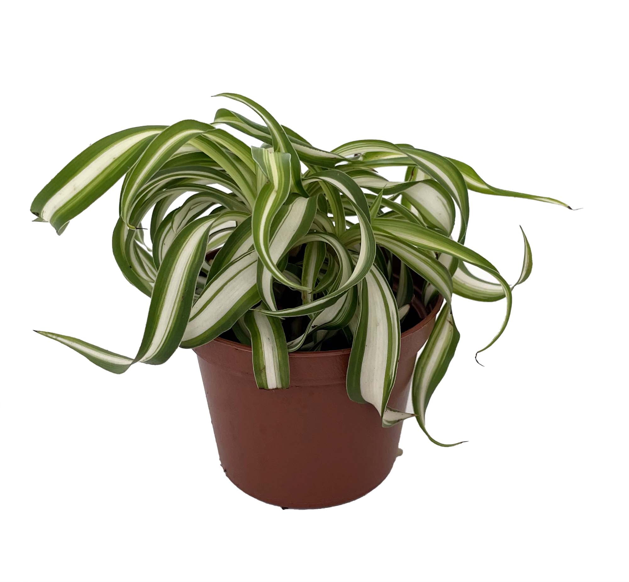 bcp plants Dionaea muscipula H15 BCP Venus flytrap – The Exotic Seed Emporium