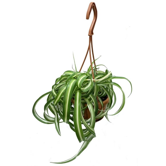 Bonnie Curly Spider Plant - Clean Air Plant - 4" Mini Hanging Basket