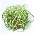 thumbnail image 1 of Bonnie Curly Spider Plant, Curly Spider Plant Live Indoor Houseplant 2 Inches Potted, 1 of 8