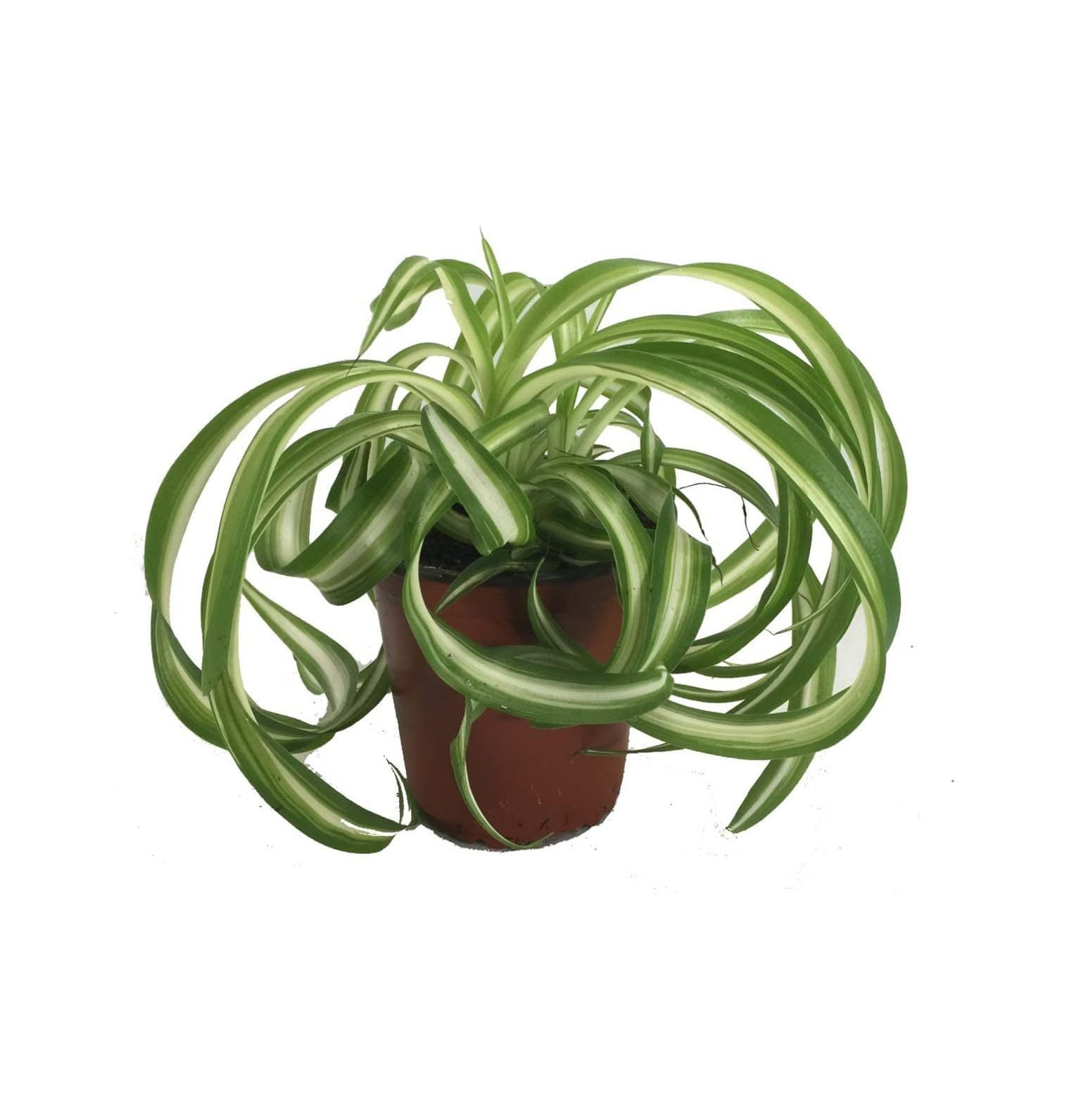 Bonnie Curly Spider Plant Easy Cleans The Air 4" Pot Grown by