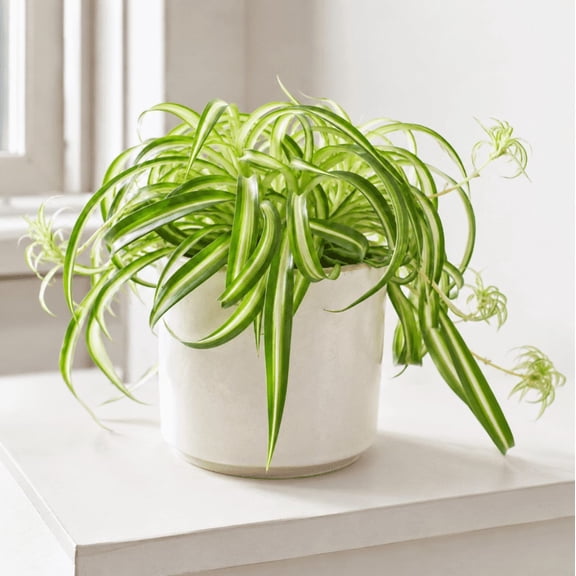 Bonnie Curly Spider Plant in 2 Inch Pot, Live Houseplant, Curly Indoor Plant, Easy Care Green Plant for Home Office Decor