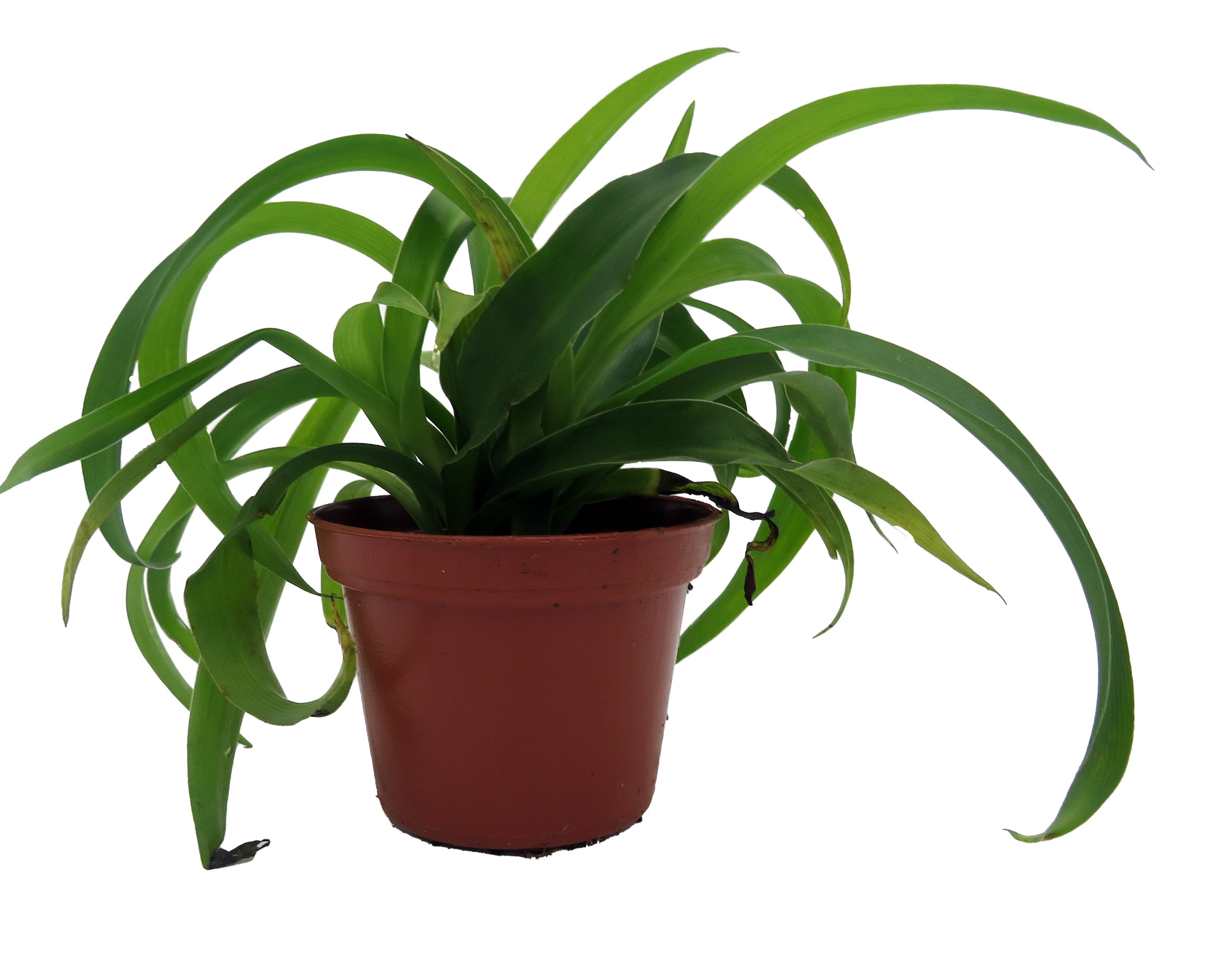 Spider Plants in Indoor Plants - Walmart.com