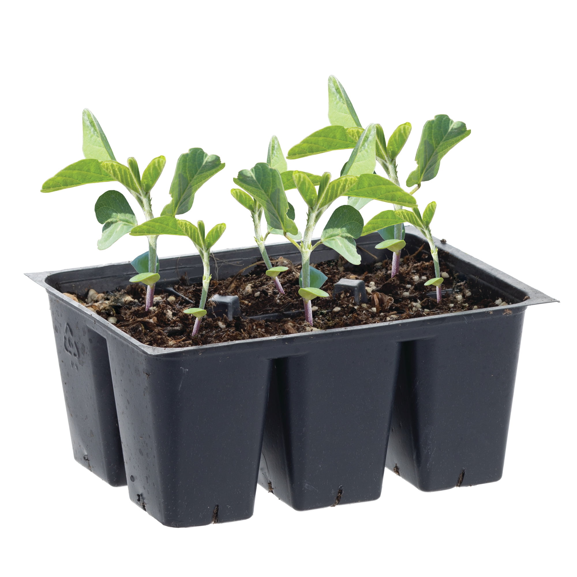 Sample Grower Pot Bonnie Green Live Plants in Grower Pot (6 Count) - Walmart.com