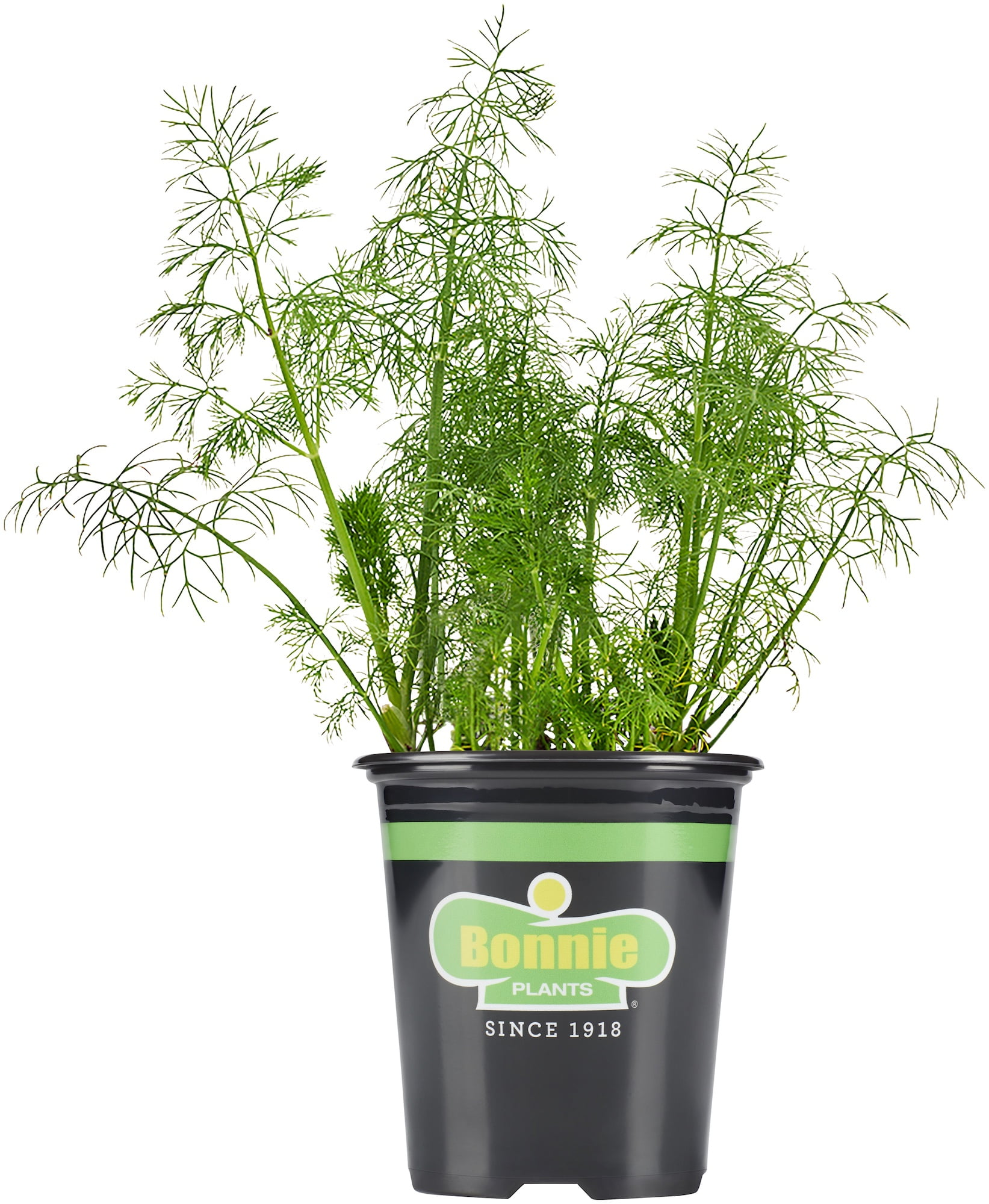 "Bonnie Plants 18"" to 24"" Fernleaf Dill Live Plants