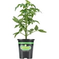 thumbnail image 1 of Bonnie Plants 3 to 5 feet Red Bush Tomato Live Plants, Organic, 1 of 9