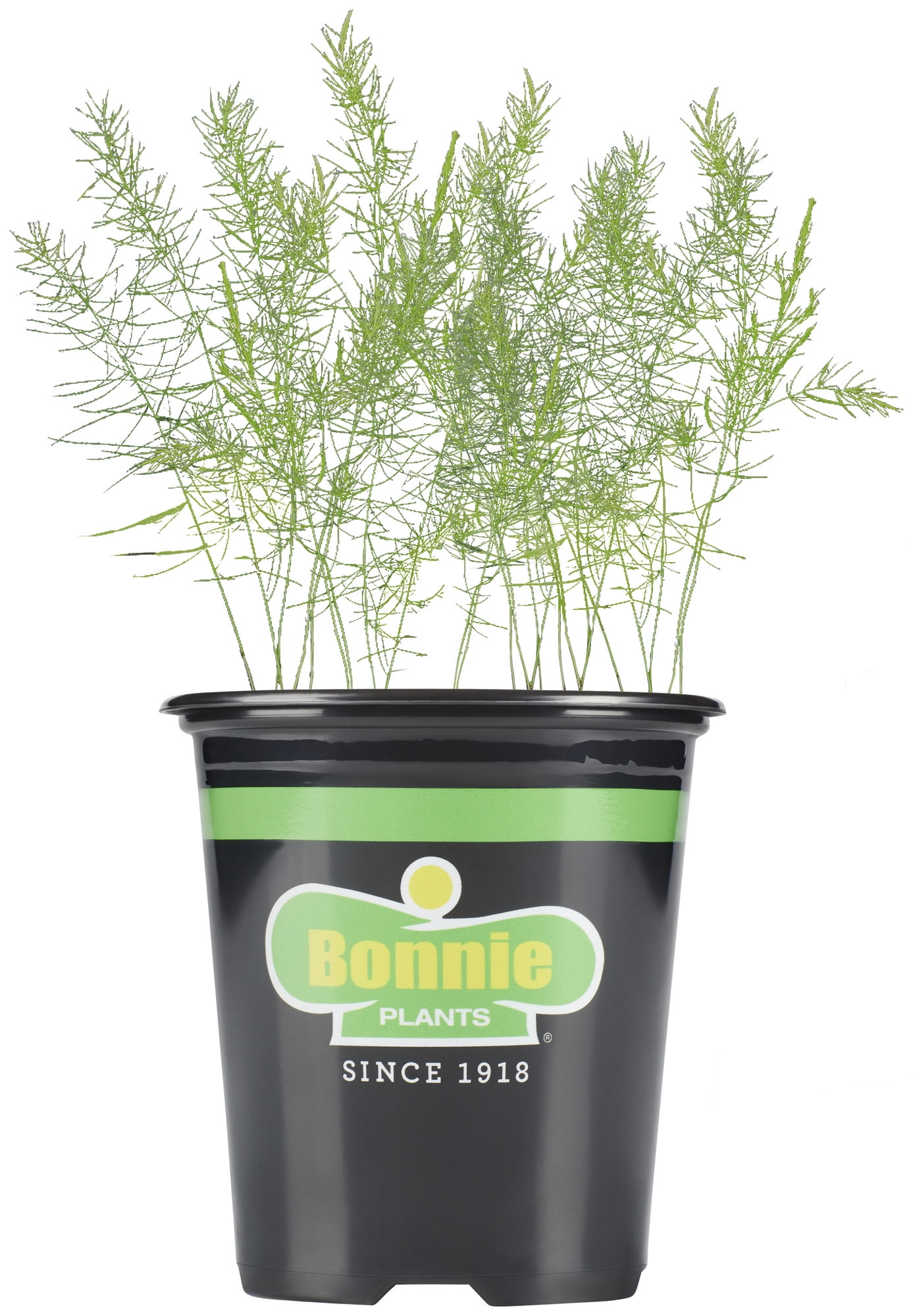 Bonnie Plants 4-5" Perennial Asparagus Live Plants