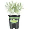 thumbnail image 1 of Bonnie Plants 4-5" Perennial Asparagus Live Plants, 1 of 6