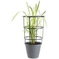 thumbnail image 1 of Bonnie Plants 60 in Lemongrass Live Plant in 11 in Cage, Citrusy Flavor, 1 of 8