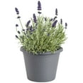 thumbnail image 1 of "Bonnie Plants 8"" Green Lavender Live Plant in 8"" Pot", 1 of 7