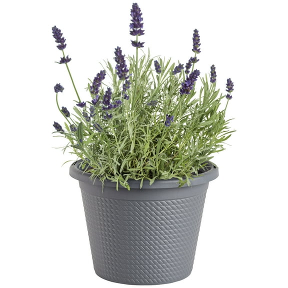 "Bonnie Plants 8"" Green Lavender Live Plant in 8"" Pot"