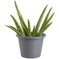 thumbnail image 1 of Bonnie Plants Aloe, Succulent, Live Plants, Grow in Container, 8 in., 1 of 8