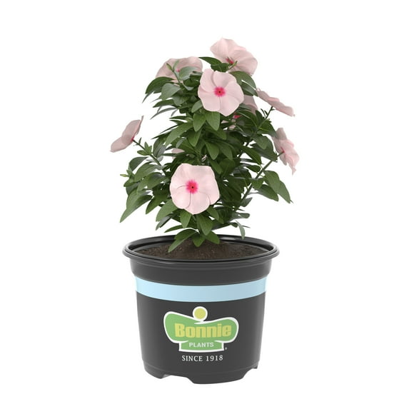 Bonnie Plants Apricot Vinca 25 oz., Live Plant