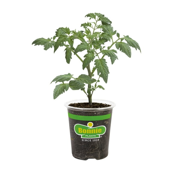 Bonnie Plants Arkansas Traveler Heirloom Tomato 19.3 oz., Live Plant