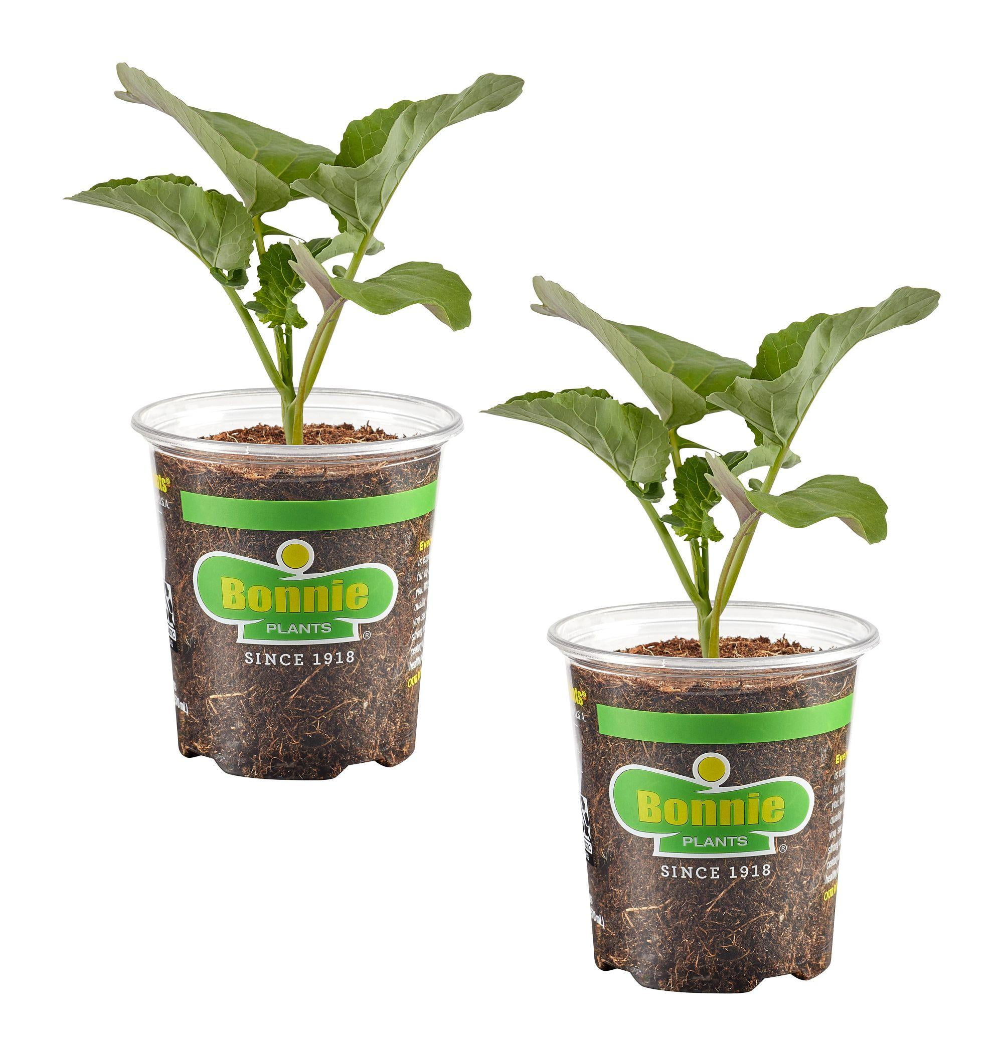 Bonnie Plants Aspabroc Broccolini 19.3oz. 2-Pack Live Plants