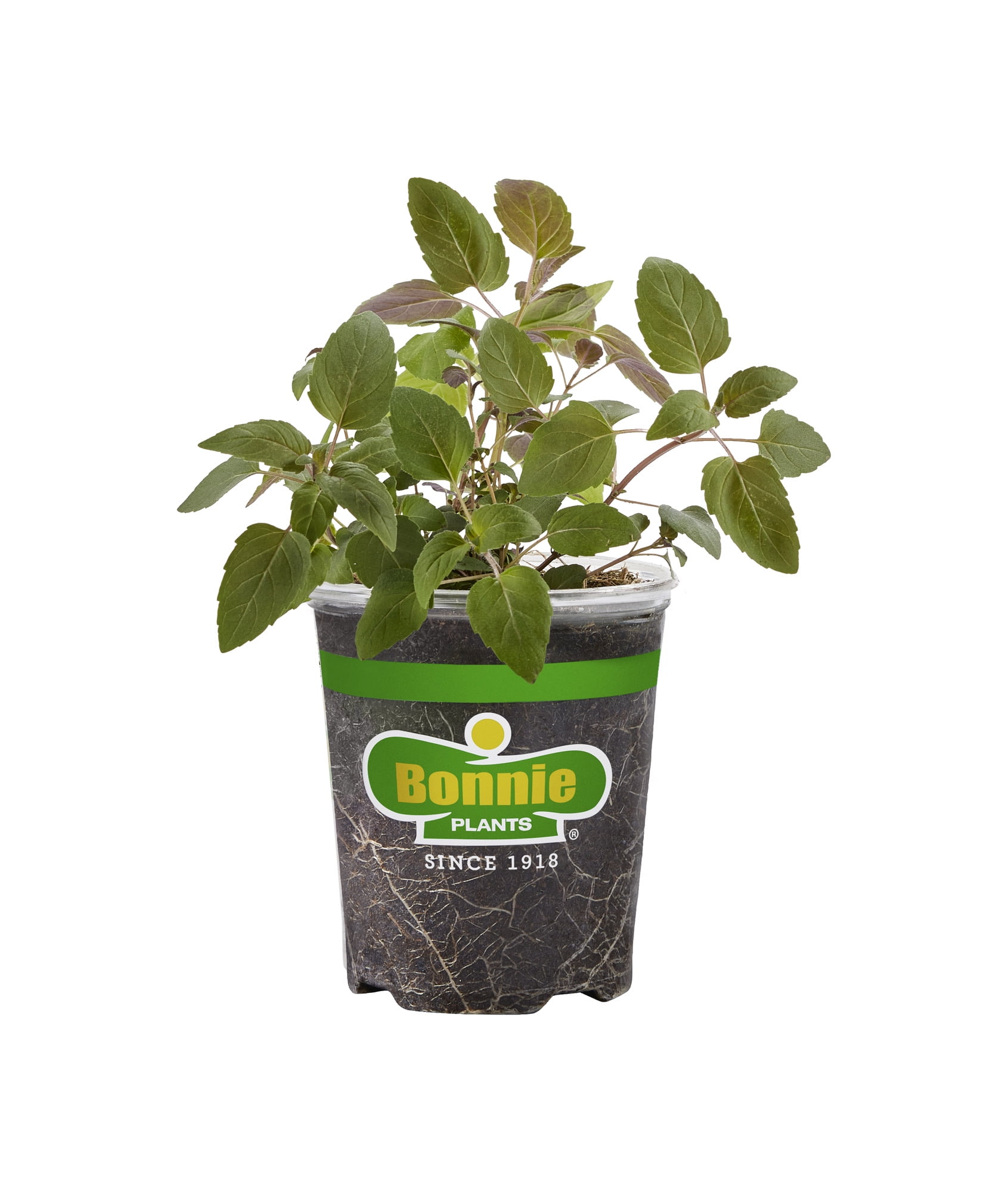 Bonnie Plants Bee Balm 19.3 oz. - Walmart.com