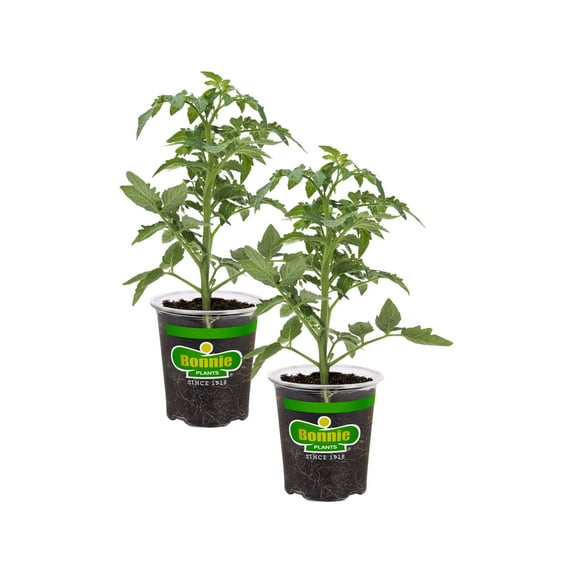 Bonnie Plants Better Boy Tomato 19.3 oz. 2-Pack