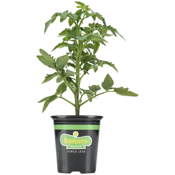 Bonnie Plants Better Boy Tomato 19.3 oz.