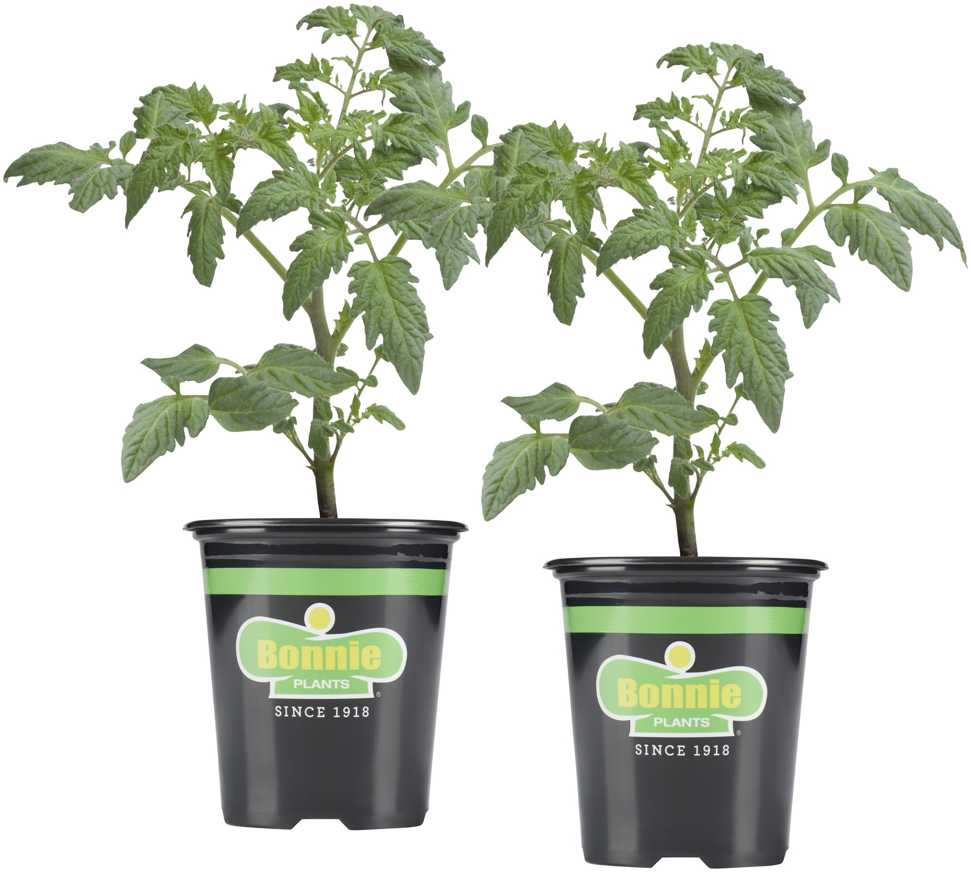Bonnie Plants Big Beef Tomato 19.3 oz. 2-Pack