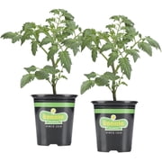Bonnie Plants Big Beef Tomato 19.3 oz. 2-Pack