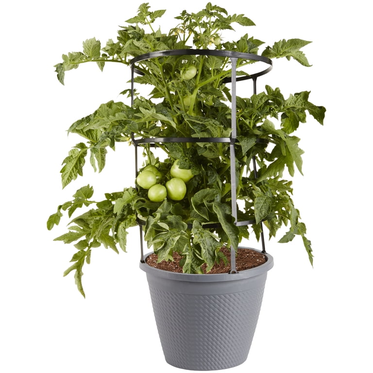 anthurium andraeanum anthurium care Anthurium Purple | Care Guide and Pro Tips - Delivery from Toronto across  Canada