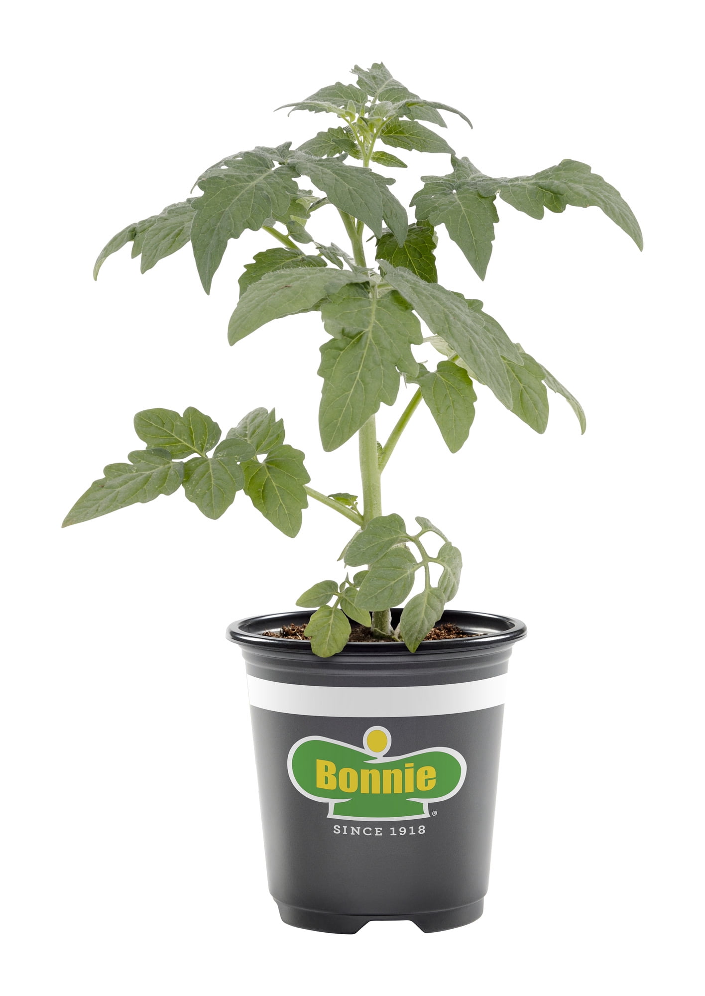Bonnie Plants Big Boy Tomato, 11.8 oz., Live Plant