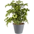 thumbnail image 1 of Bonnie Plants Big Boy Tomato 2.5 Gal., Live Plant, 1 of 5