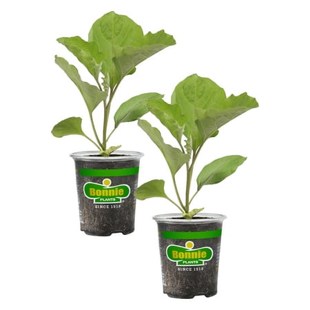 Bonnie Plants Black Beauty Eggplant 19.3 oz. 2-Pack
