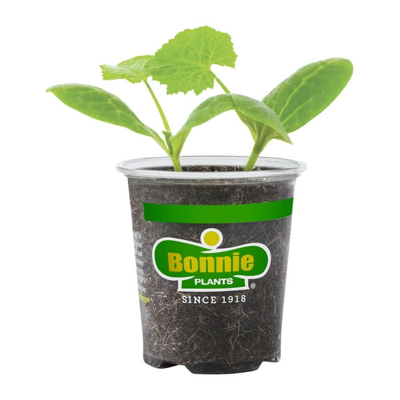 Bonnie Plants Black Beauty Zucchini Live Plants