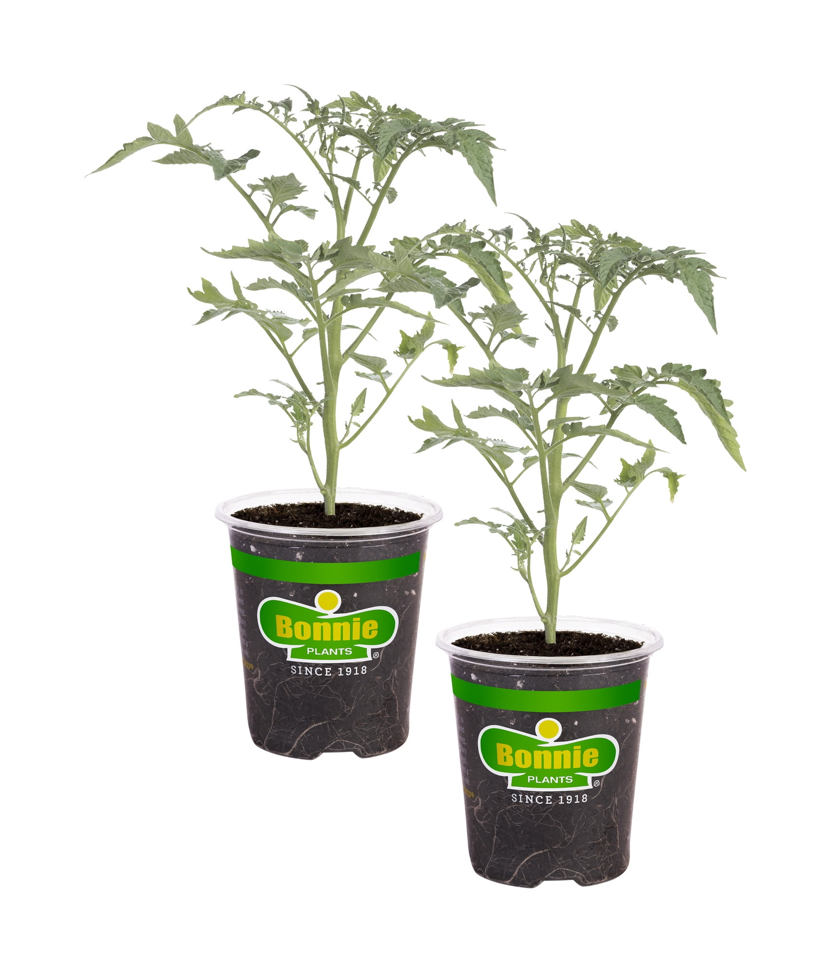 Bonnie Plants Black Cherry Tomato, 19.3 oz., 2-Pack, Live Plants