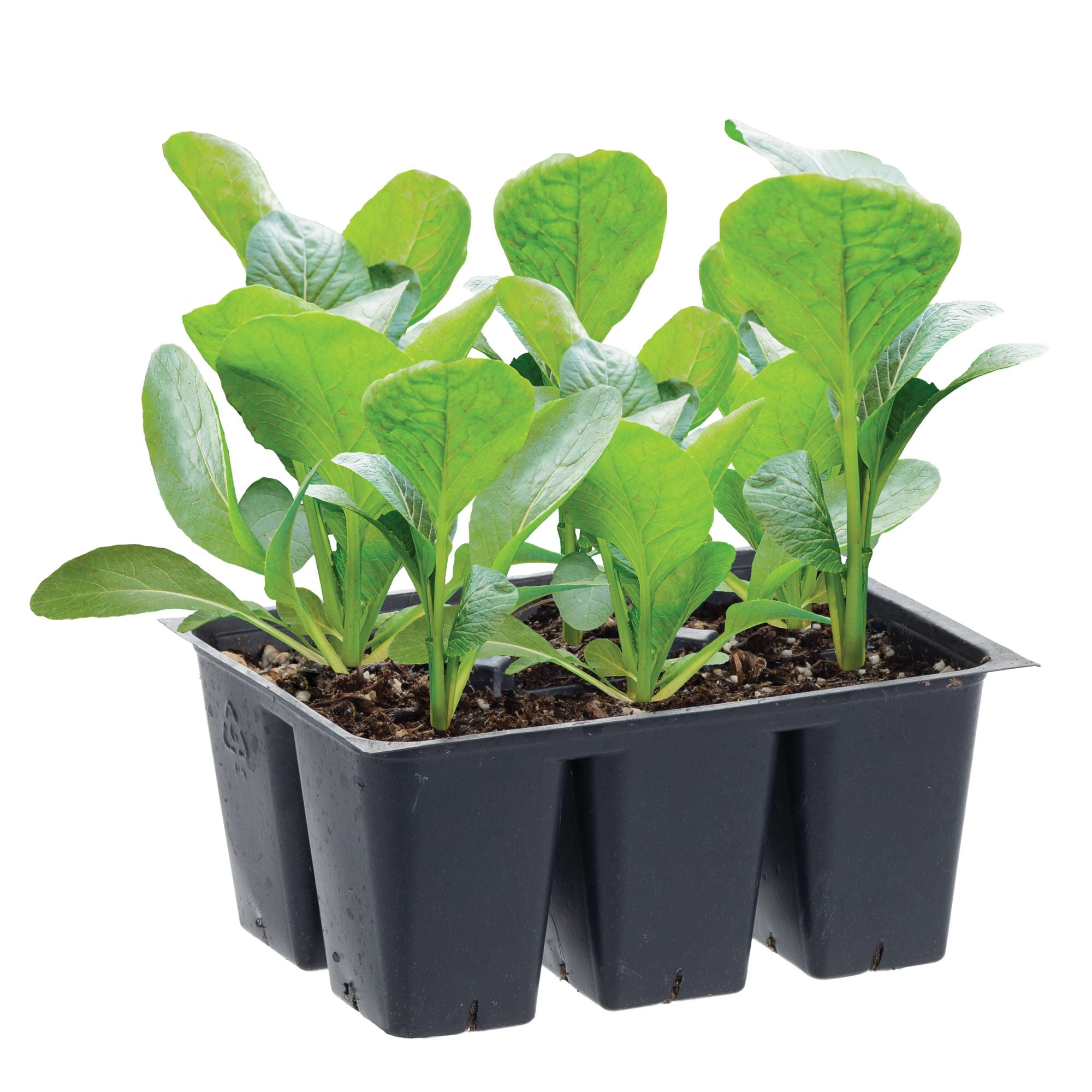 Bonnie Plants Bonnie Hybrid Cabbage 6-pack