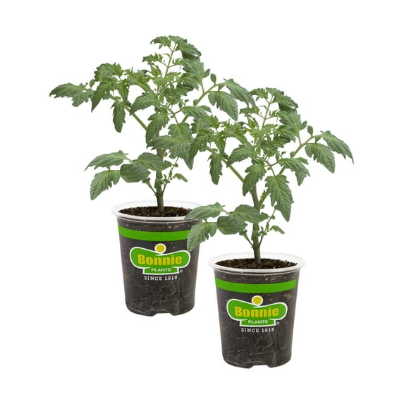 Bonnie Plants Bush Goliath Tomato 19.3 oz. 2-Pack