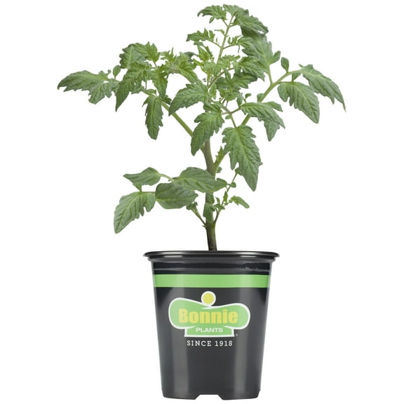 Bonnie Plants Bush Goliath Tomato 19.3 oz.