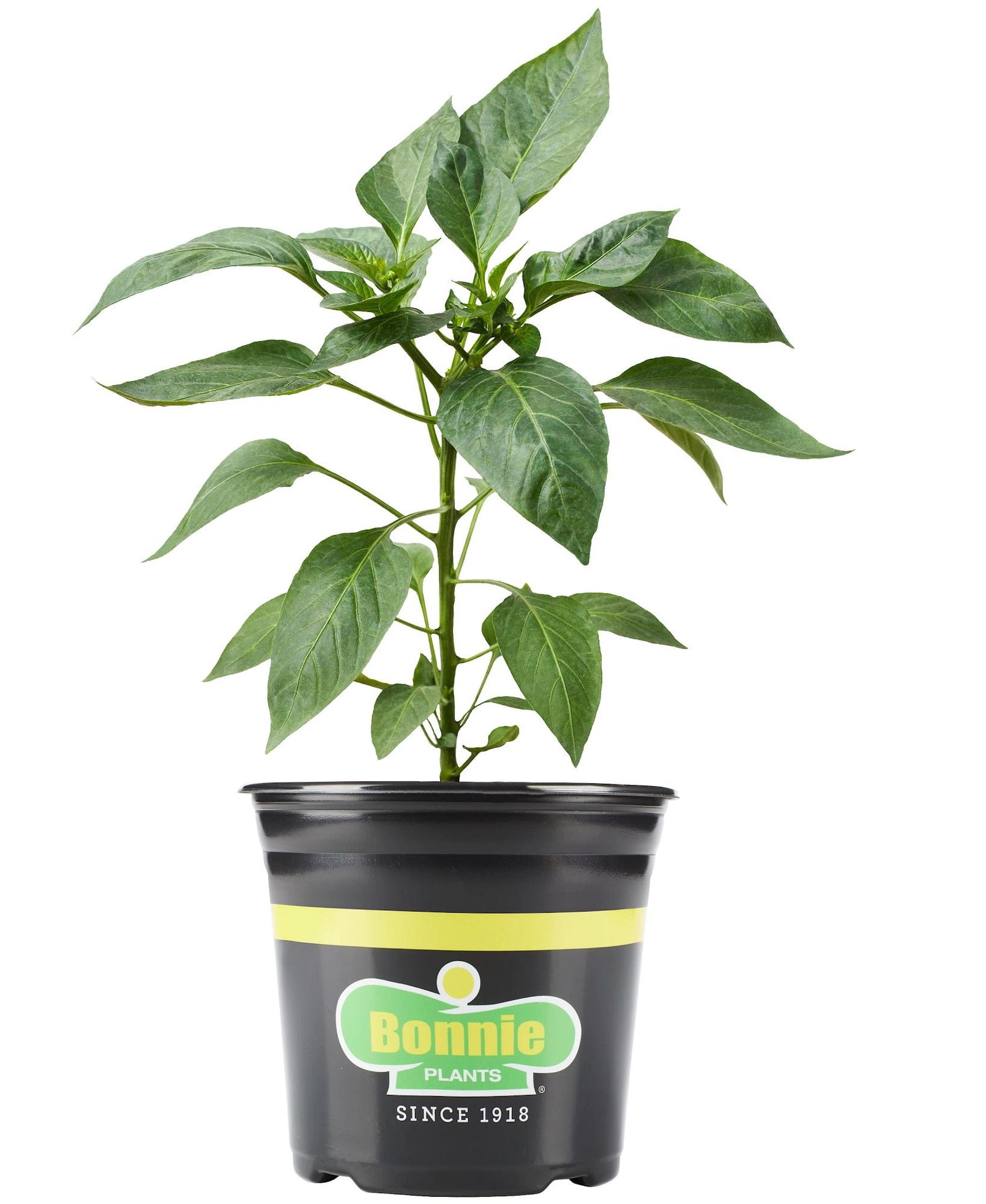 Bonnie Plants Carolina Reaper Pepper Live Plants, Fruity and Sweet Aroma