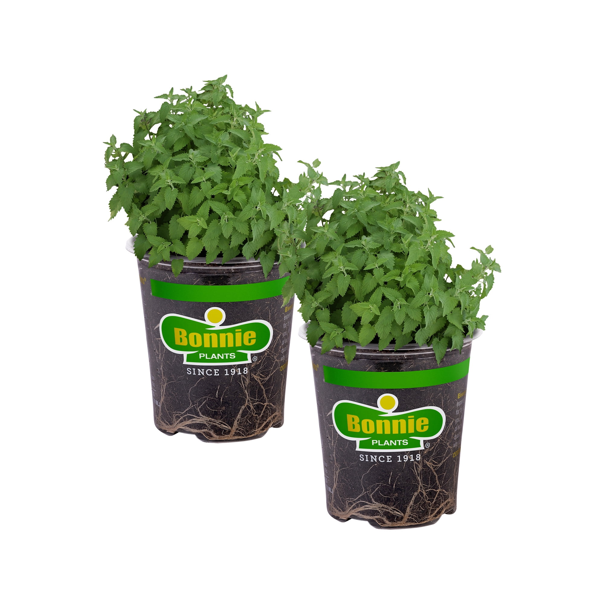 Bonnie Plants Catnip 19.3 oz. 2-Pack