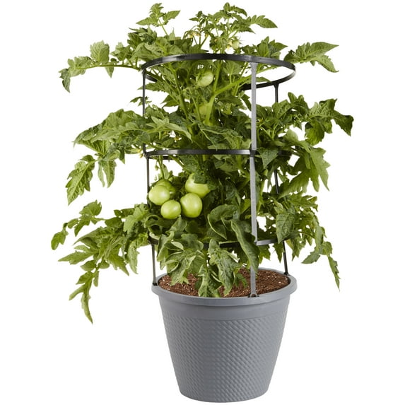 Bonnie Plants Celebrity Tomato, 2.5 gal., Cage, Live Plant