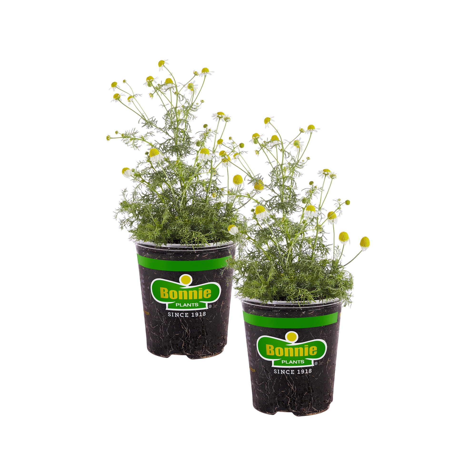 Bonnie Plants Chamomile 19.3 oz. 2-Pack