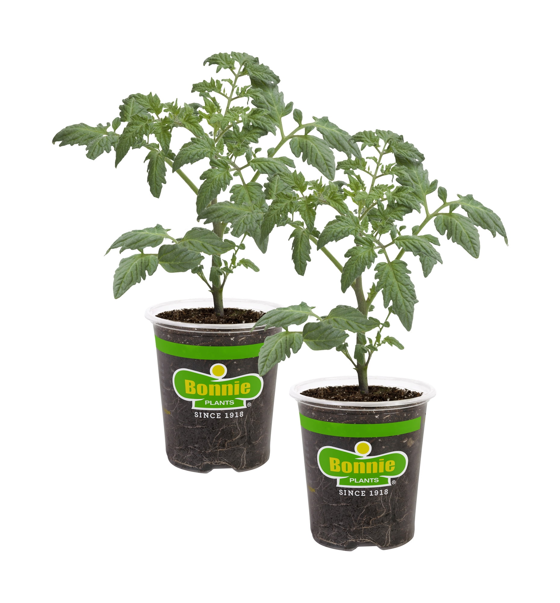 Bonnie Plants Cherokee Purple Tomato 19.3 oz. 2-pack