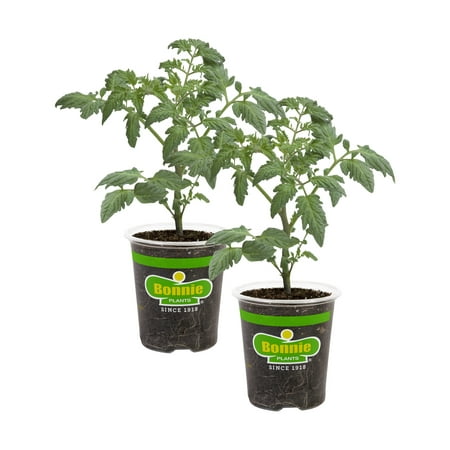 Bonnie Plants Cherokee Purple Tomato 19.3 oz. 2-pack