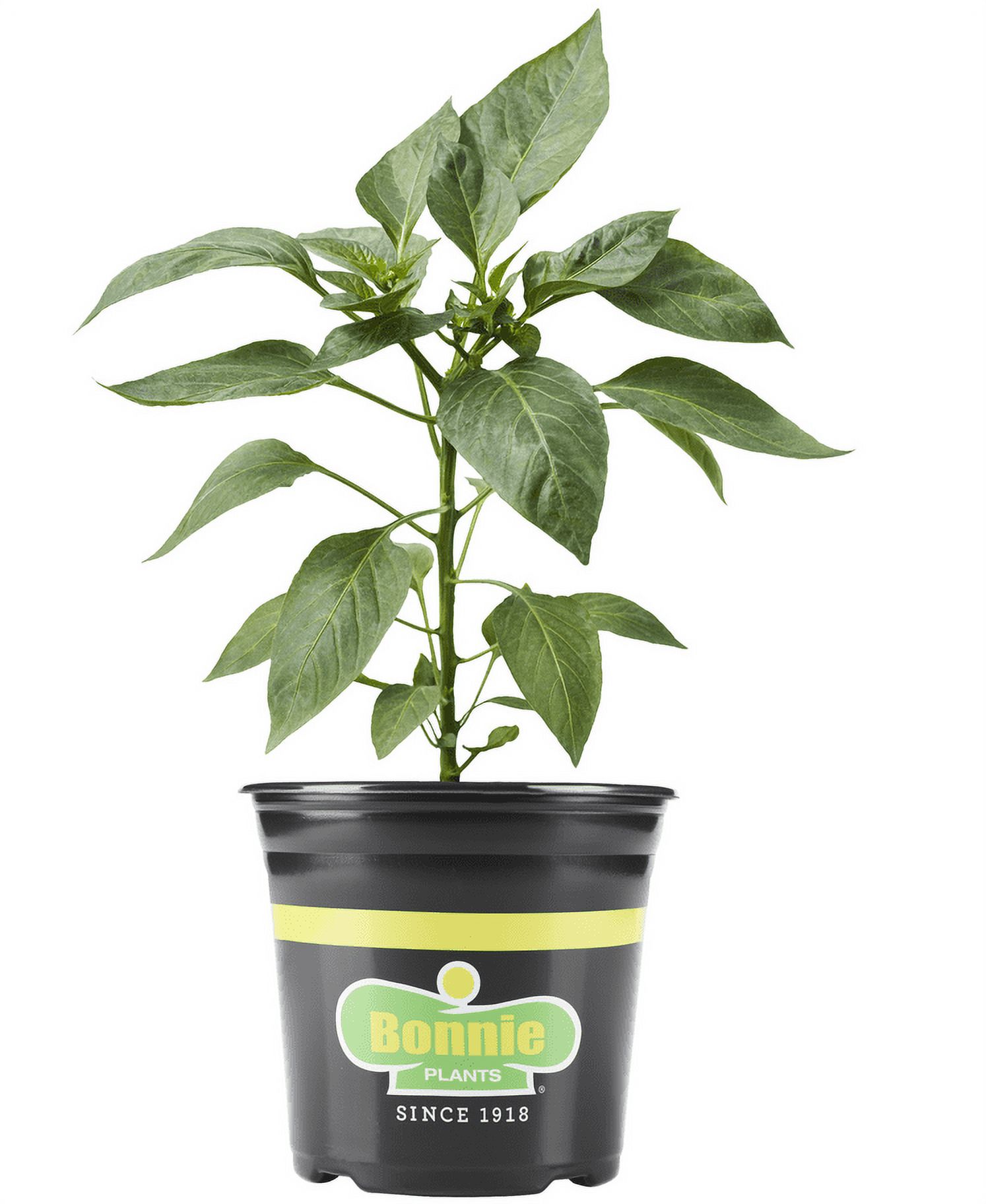 Chili red hot pepper bonnie plants