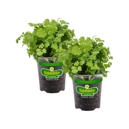 Bonnie Plants Cilantro 19.3 oz. 2-Pack